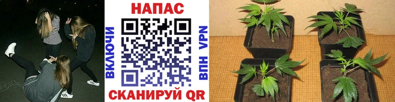 Марихуана OG Kush  Назрань 